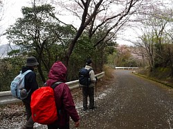 2020-3-28　真道山の千本桜道にて