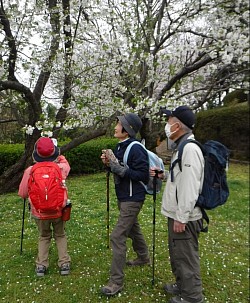 2020-04-03　横浜公園の桜