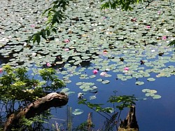 2020-6-7　極楽寺山　蛇の池