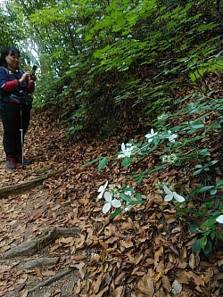 2020-6-7　極楽寺山　中国自然歩道の紫陽花