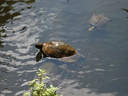 2020-9-30　福王寺金亀池の亀