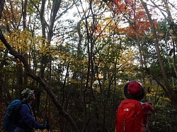 2020-11-18　中津岡山,奥滝山ロックガーデン,帆柱山山道