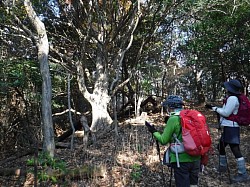 2020-12-22日浦山遊歩道のカゴノキ