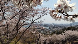 2022-4-6大竹市亀居城跡の桜
