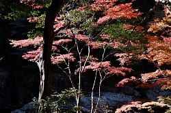 2023-11-9　三段峡紅葉