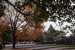 2023-11-16岩国吉香公園の紅葉