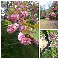 2024-4-20植物公園内山斜面の八重桜
