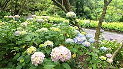 2024-6-6植物公園内アジサイを楽しむ