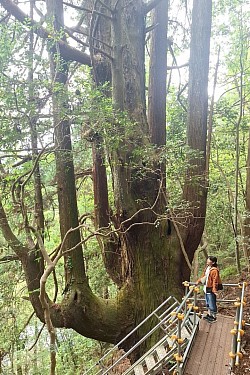 2025-5-16 千年杉と森