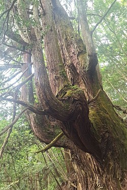 2025-5-16　下から見上げる巨杉