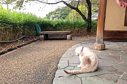 2025-10-26尾道寺社めぐり道の猫