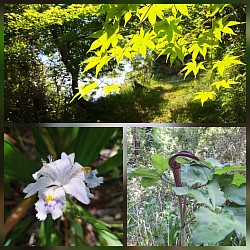 5月の植物
